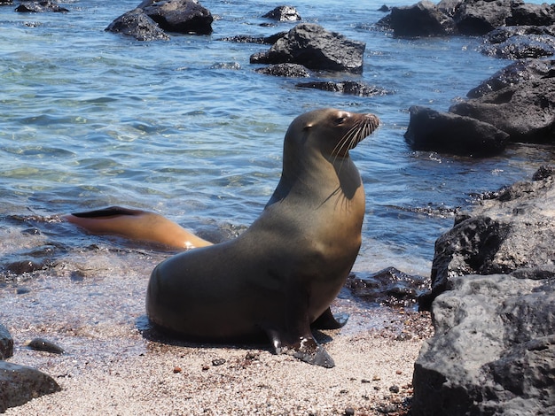 Photo close-up of sea lion on beach