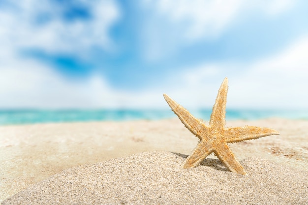 Close-up sea star on sandy beach at sunny day