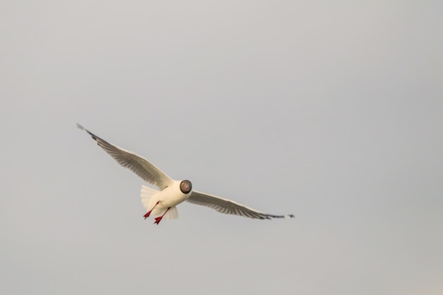 Close up Seagull flying in the air and sky background