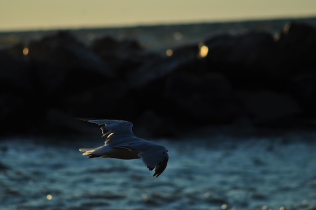 Photo close-up of seagull flying over sea