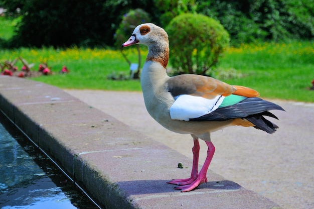 Close-up of seagull perching on a bird