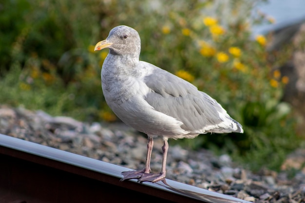 Photo close-up of seagull perching on railing