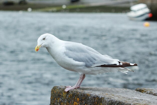 Close-up of seagull perching