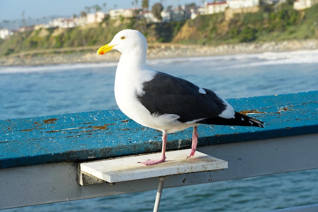 Close up of seagull standing on a pier with sea and coastline on the background