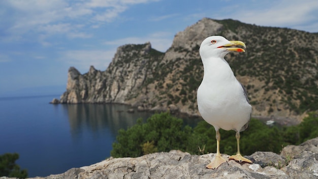 Close up seagull standing on a rock