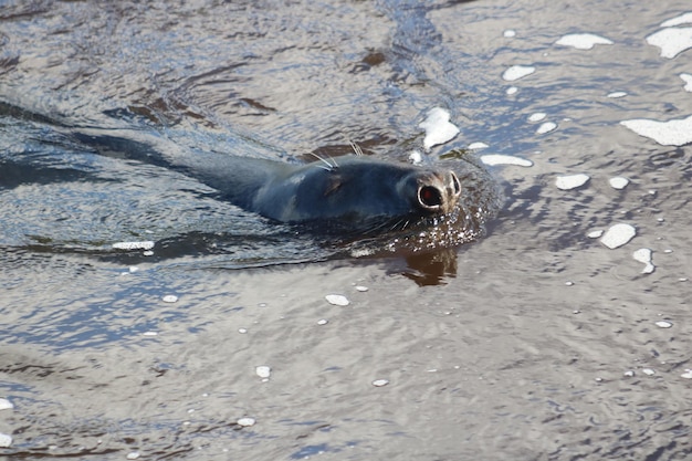 Close-up of seal swimming in water