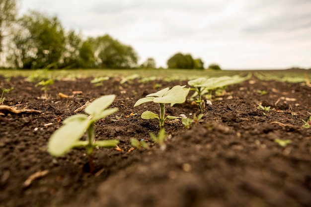 Close-up seedling on dirt