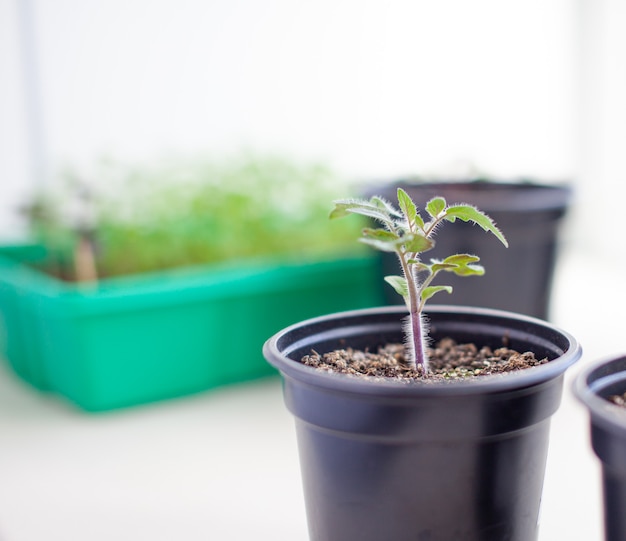 Photo close-up of seedlings of green small thin leaves of a tomato plant in a container growing indoors in the soil in spring. seedlings on the windowsill