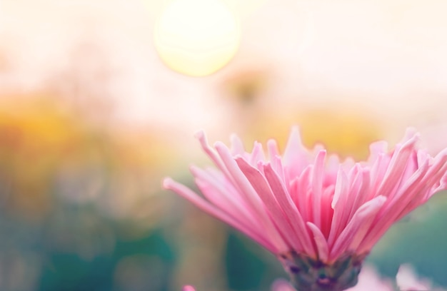 Close up and selective focus pink chrysanthemum flower 