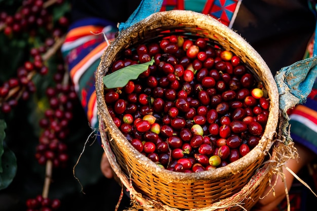 Close up and selective focus raw cherry coffee beans in basket on holding hand karen farmers female