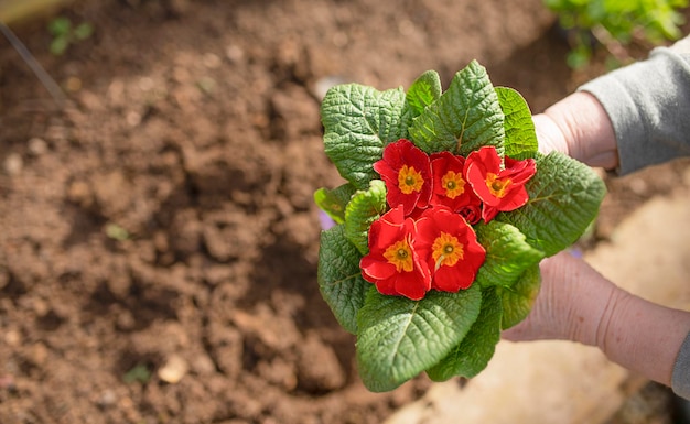 Close up of senior woman's hands holding a flower in a summer garden old person doing gardening planting flowers in the garden