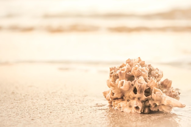 close up shell on beach 