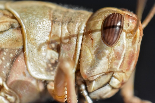 Close-up of shell