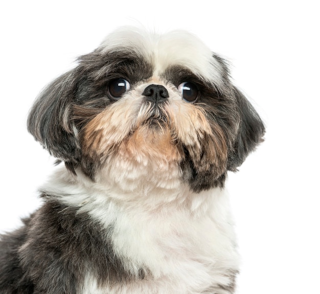 Close up of a Shi Tzu isolated on white