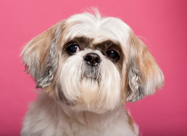 Close-up of Shih Tzu, 8 years old