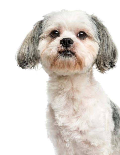 Close-up of a Shih Tzu isolated on white