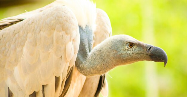 Close up shot of an african vulture, scavenger bird of prey on a blurry surface