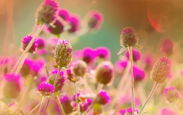 Close-up shot of the beautiful flowers. Suitable for floral background.