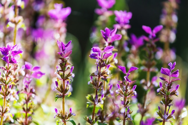 Close-up shot of the beautiful flowers. Suitable for floral background.