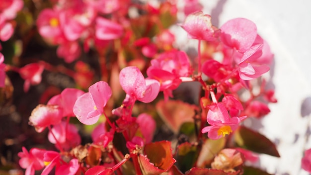 Close up shot of Begonia flowers in summer at hokkaido japan