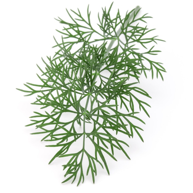 Close up shot of branch of fresh green dill herb leaves isolated on white background