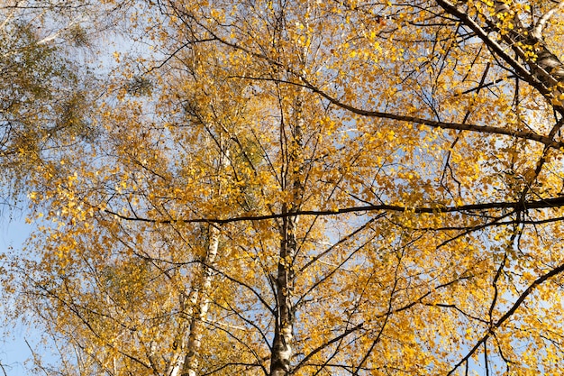 A close-up shot of the branches and orange birch leaves in autumn.