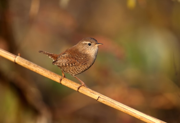 Close-up shot of Eurasian wren in a natural habitat in soft morning light. Detailed photo for bird identification