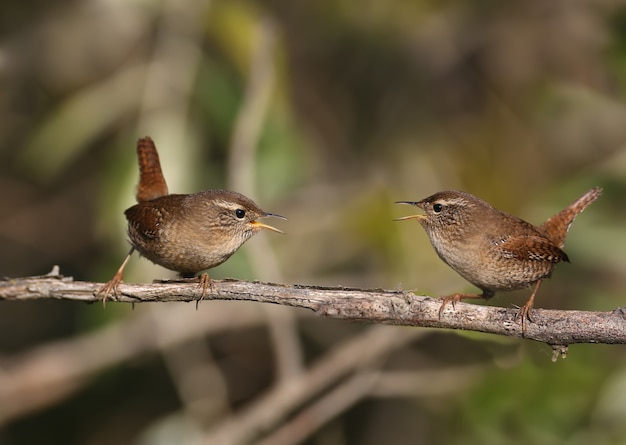 Close-up shot of a Eurasian wren (Troglodytes troglodytes) sitting on a branch in the soft morning light. Blurred background and unusual angle of the photo