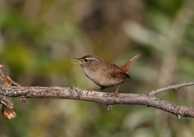 Close-up shot of a Eurasian wren (Troglodytes troglodytes) sitting on a branch in the soft morning light. Blurred background and unusual angle of the photo