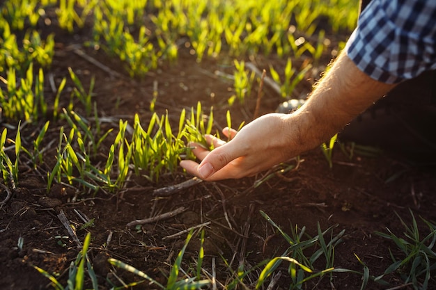 Close up shot of a farmer's hand touching the young green wheat sprouts at spring. Agronomist came to check the progress of the new crop at the field. Healthy food, bread and farming concept.