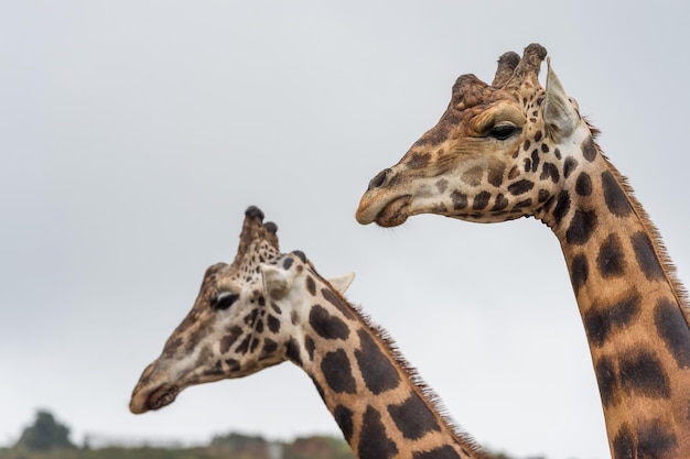 Close-up shot of a Giraffe head. Cabarceno Spain