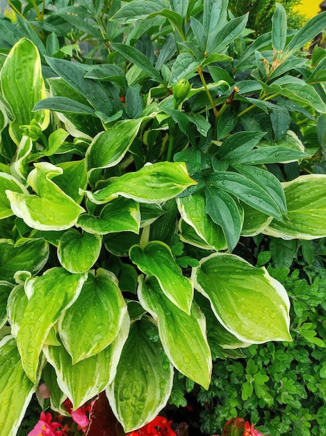 Close-up shot of a green bush