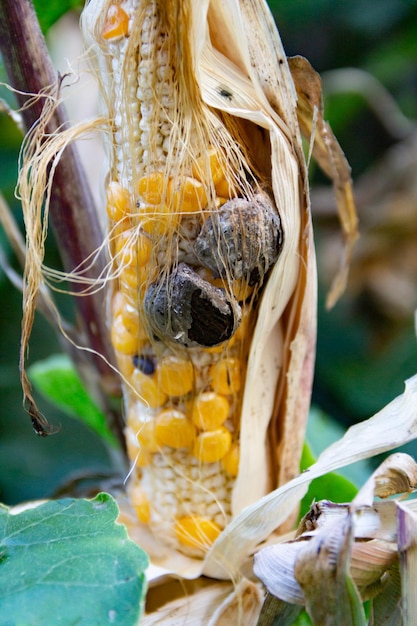 Close up shot of huitlacoche in the corn plant