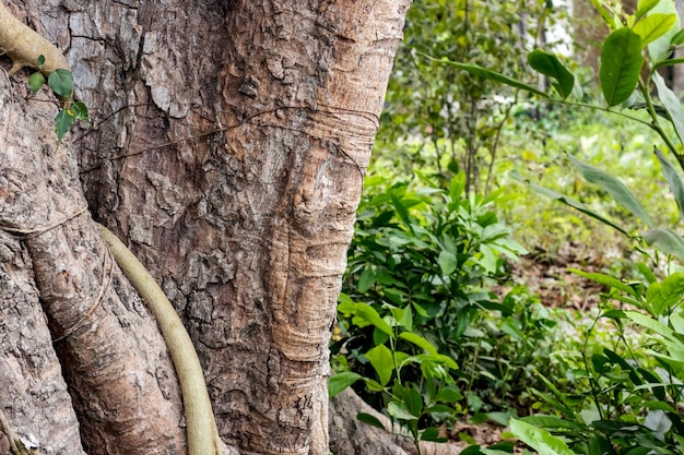 Close up shot of a large banyan tree trunk inside of the forest with copy space