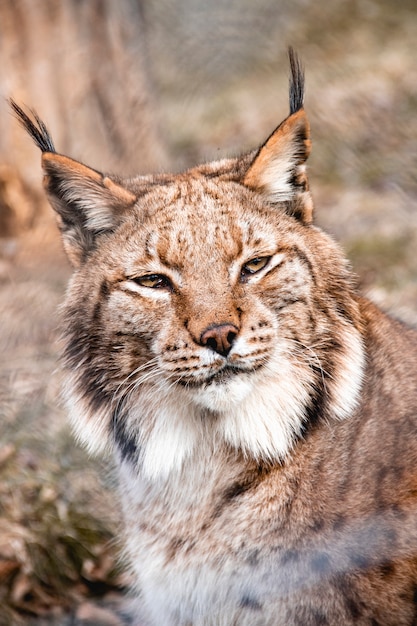 Photo close up shot of a linx cat