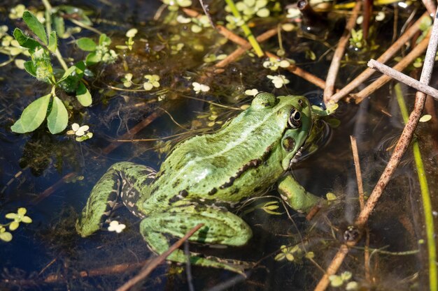 Photo close up shot of a marsh frog pelophylax ridibundus in a pond