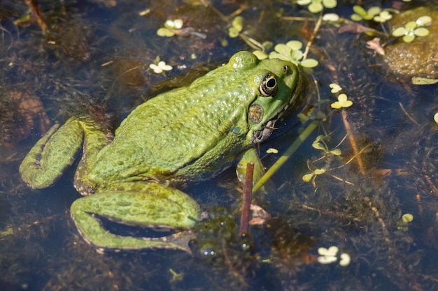 Photo close up shot of a marsh frog pelophylax ridibundus in a pond