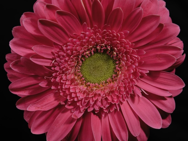 Photo close up shot of a pink flower photo