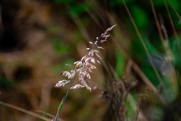 Close up shot of pink plant with green background