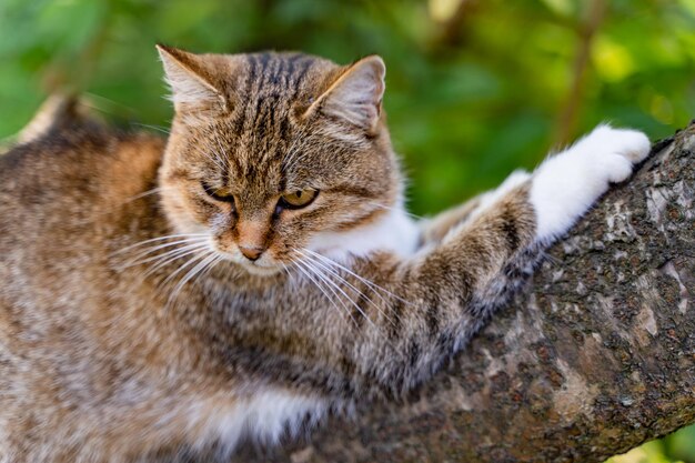 Close up shot of portrait lovely face cat sitting on a tree Gray furry cat sitting on a tree branch and scratching it with sharp claws