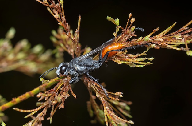 Photo close up shot of the rudytailed wasps resting on the cyperus iria stems