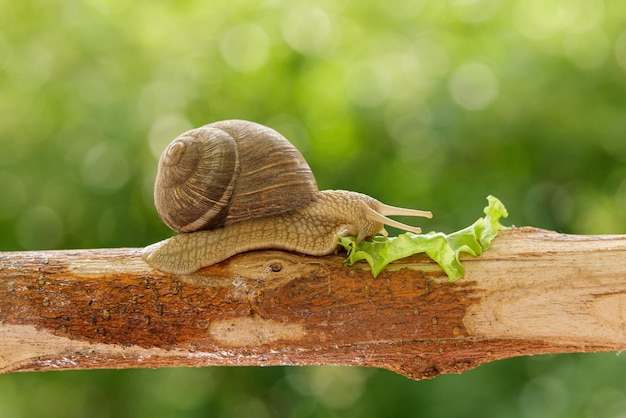 Close up shot of a snail on a branch eating lettuce