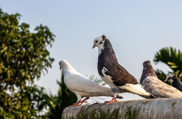 Close up shot of standing domestic pigeons on the rooftop