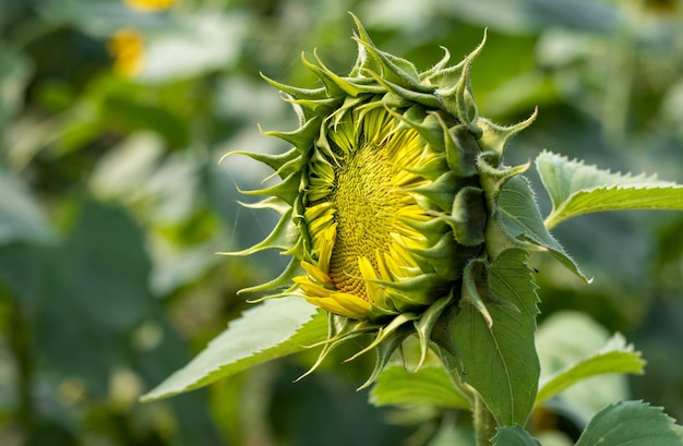 Close up shot of sunflower bud in the garden with copy space