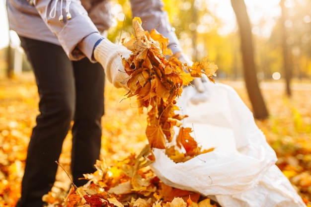 A close-up shot of a woman holding a bunch of fallen yellow and orange leaves in his hands in an autumn park or forest. Female cleaning fallen autumn leaves in the backyard.