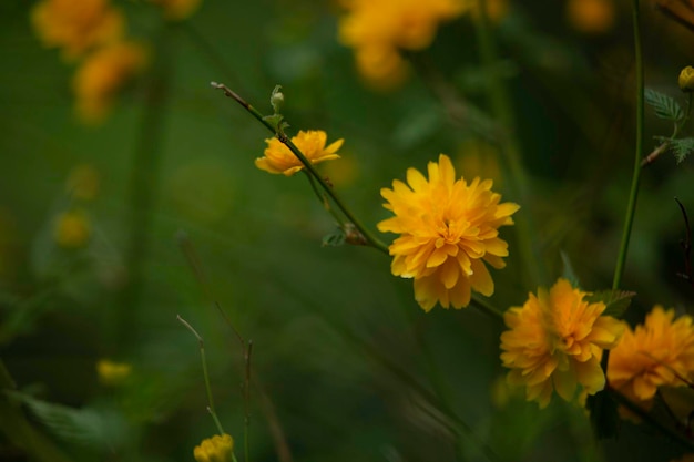 Close-up shot of yellow Japanese kerria flowers on a dark blurred background