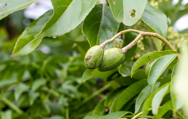 Close up shot of young spondias mombin or hog plum fruit on a branch with copy space