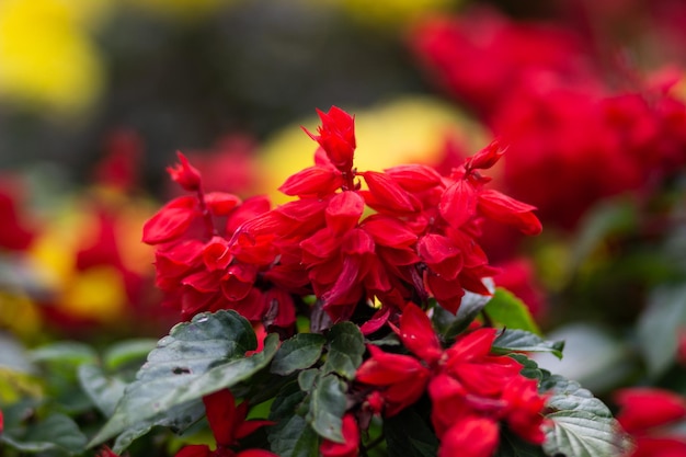 Close up shrubs of red salvia with the bloom flowers