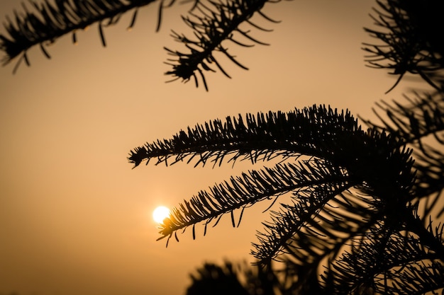 Photo close-up of silhouette palm tree against sunset sky