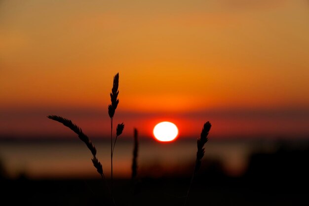 Photo close-up of silhouette plant against orange sky